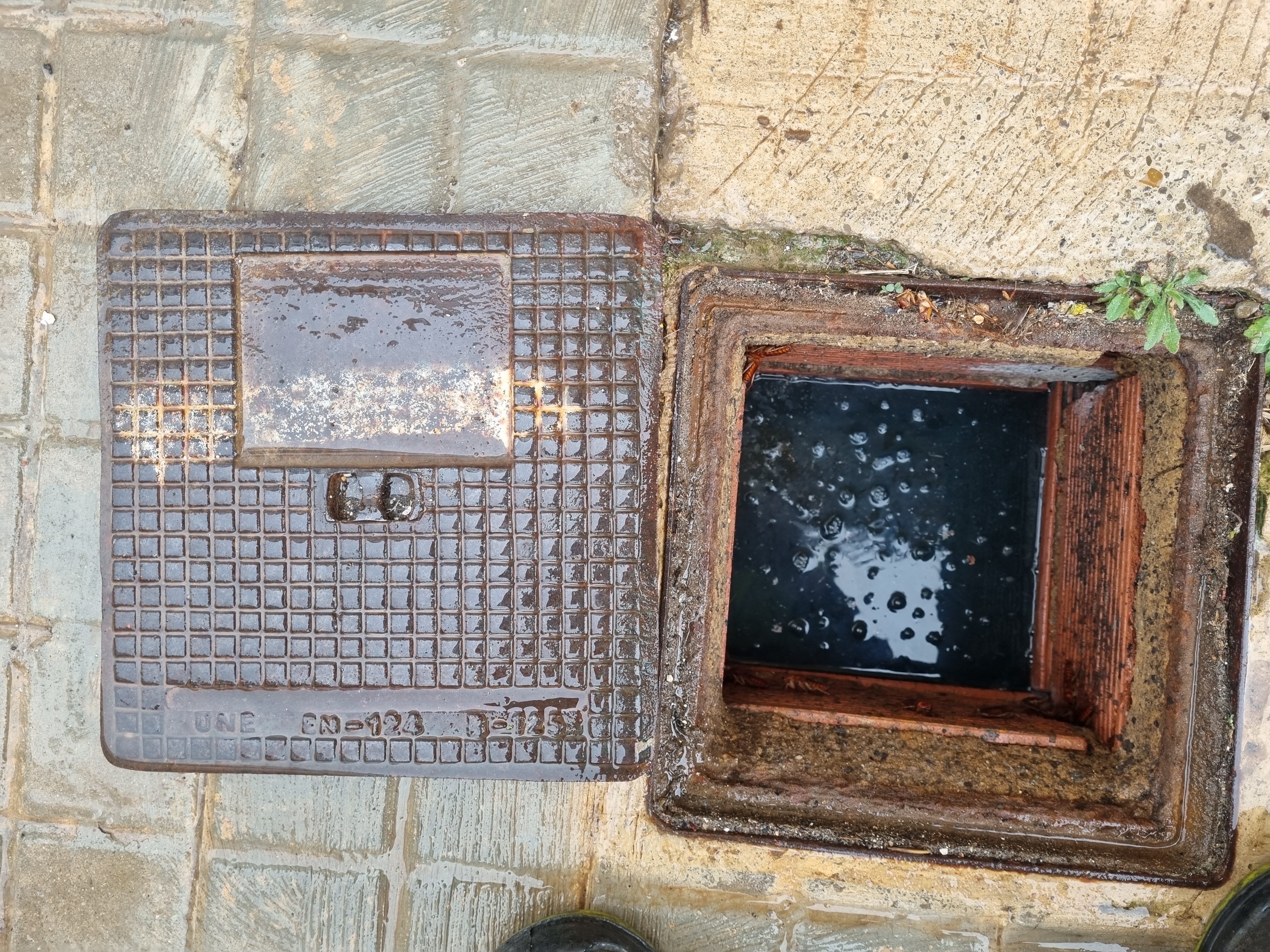 Escomesa del clavegueram (o sanejament).